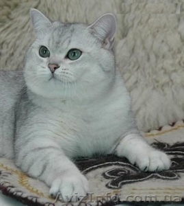 Британский кот окраса серебристая  шиншилла ns-11.(ВЯЗКА) - <ro>Изображение</ro><ru>Изображение</ru> #1, <ru>Объявление</ru> #308900