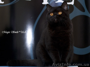Чистокровные британские котята из питомника Magic Smile*UA - <ro>Изображение</ro><ru>Изображение</ru> #3, <ru>Объявление</ru> #288649