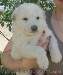 Продается щенок кавказской овчарки белого окраса - <ro>Изображение</ro><ru>Изображение</ru> #1, <ru>Объявление</ru> #301126
