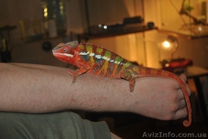 Большой выбор рептилий по низким ценам!