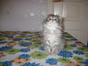 Кошечка мамы перса - <ro>Изображение</ro><ru>Изображение</ru> #2, <ru>Объявление</ru> #303498