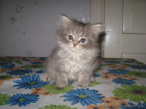 Кошечка мамы перса - <ro>Изображение</ro><ru>Изображение</ru> #3, <ru>Объявление</ru> #303498