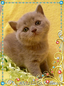 продаются чудесные шотландскте котята