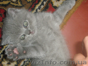 Продается шотландский голубой котенок - <ro>Изображение</ro><ru>Изображение</ru> #1, <ru>Объявление</ru> #334765