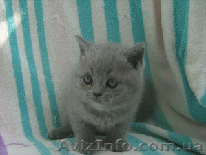 Продается шотландский голубой котенок - <ro>Изображение</ro><ru>Изображение</ru> #4, <ru>Объявление</ru> #334765