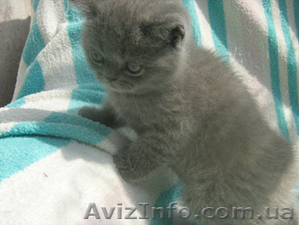 Продается шотландский голубой котенок - <ro>Изображение</ro><ru>Изображение</ru> #2, <ru>Объявление</ru> #334765