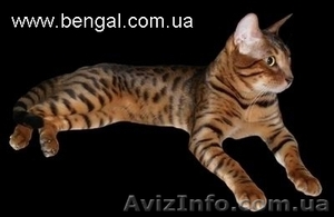 Продается Бенгальский кот, Киев - <ro>Изображение</ro><ru>Изображение</ru> #3, <ru>Объявление</ru> #332551