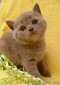 продаем котят породы скоттиш фолд и скоттиш страйт