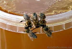 Продам мед высококачественный