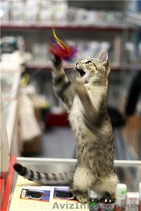 грациозный котенок-леопардик в добрые руки - <ro>Изображение</ro><ru>Изображение</ru> #2, <ru>Объявление</ru> #369370
