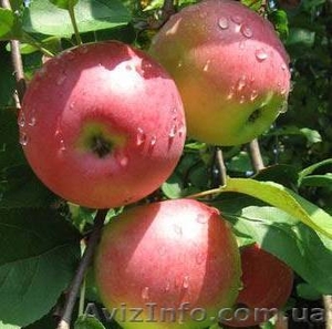 Молдавское яблоко - 9 000 тонн  - <ro>Изображение</ro><ru>Изображение</ru> #1, <ru>Объявление</ru> #354411