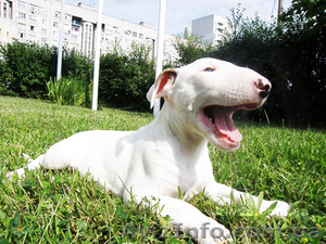 щенки бультерьера стандартного