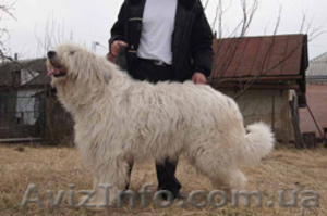 Подрощенные щенки Южнорусской овчарки (ЮРО,  южак)