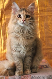 Котята самой крупной домашней кошки - мейн кун. - <ro>Изображение</ro><ru>Изображение</ru> #1, <ru>Объявление</ru> #351131