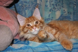 Котята самой крупной домашней кошки - мейн кун. - <ro>Изображение</ro><ru>Изображение</ru> #3, <ru>Объявление</ru> #351131