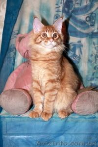 Котята самой крупной домашней кошки - мейн кун. - <ro>Изображение</ro><ru>Изображение</ru> #2, <ru>Объявление</ru> #351131