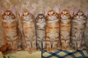 Котята  мейн кун.