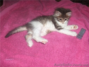 Шикарный сибирский котенок 1,5 м. в добрые руки - <ro>Изображение</ro><ru>Изображение</ru> #4, <ru>Объявление</ru> #376647