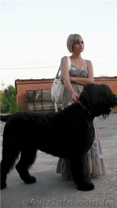 русский черный терьер,  щенки. Кобели для вязки
