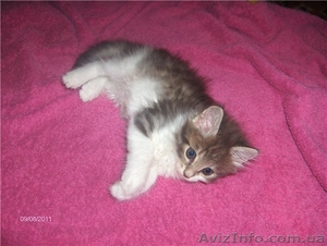 Шикарный сибирский котенок 1,5 м. в добрые руки - <ro>Изображение</ro><ru>Изображение</ru> #5, <ru>Объявление</ru> #376647