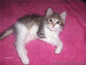 Шикарный сибирский котенок 1,5 м. в добрые руки - <ro>Изображение</ro><ru>Изображение</ru> #1, <ru>Объявление</ru> #376647