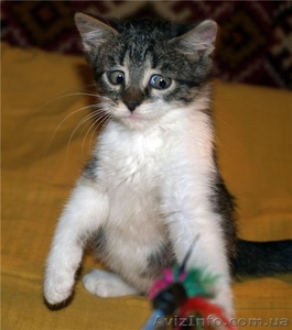 МАСКА, веселая котёнка, 07.2011 - <ro>Изображение</ro><ru>Изображение</ru> #1, <ru>Объявление</ru> #374909