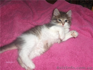 Шикарный сибирский котенок 1,5 м. в добрые руки - <ro>Изображение</ro><ru>Изображение</ru> #2, <ru>Объявление</ru> #376647