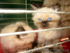 Балинезийские котята - <ro>Изображение</ro><ru>Изображение</ru> #1, <ru>Объявление</ru> #372893