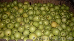 Яблоко, столовый виноград Молдова  - <ro>Изображение</ro><ru>Изображение</ru> #2, <ru>Объявление</ru> #377059