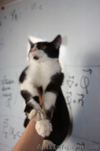 Котенок Том Сойэр в юбке в дар - <ro>Изображение</ro><ru>Изображение</ru> #6, <ru>Объявление</ru> #362592