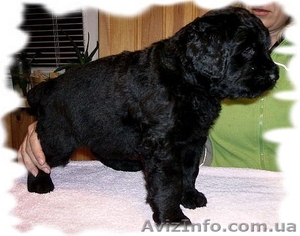  щенки породы русский черный терьер,  вязки