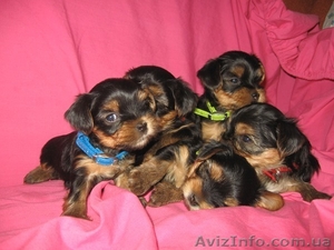 Щенки Йоркширского терьера от чистокровных произво дителей