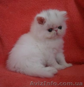продам персидских котят. Окрас белый, глаза голубые - <ro>Изображение</ro><ru>Изображение</ru> #2, <ru>Объявление</ru> #414036