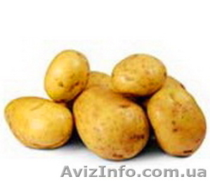Продам оптом картофель с собственного хозяйства. - <ro>Изображение</ro><ru>Изображение</ru> #1, <ru>Объявление</ru> #419354
