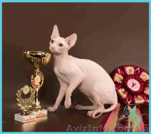 Питомник канадских сфинксов предлагает котят - <ro>Изображение</ro><ru>Изображение</ru> #2, <ru>Объявление</ru> #342459