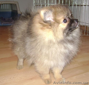 Шпиц померанский (миниатюрный)