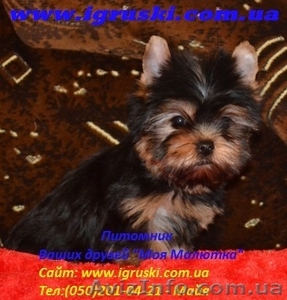Щенки йоркширского терьера (Питомник Моя Малютка)