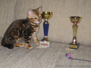 Бенгальские   котята. кот.кошка...