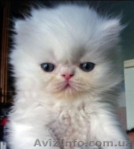 продам персидских котят. Окрас белый, глаза голубые - <ro>Изображение</ro><ru>Изображение</ru> #3, <ru>Объявление</ru> #414036