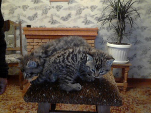 котёнка камышового кота #411521