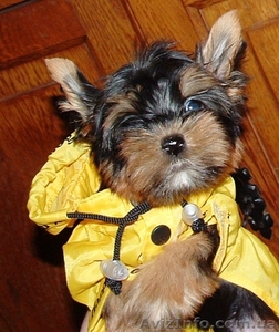 Щенки  мини йоркширского терьера 3 мес