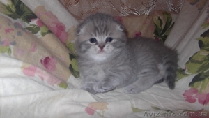 продаются шотландские чистокровные  котята - <ro>Изображение</ro><ru>Изображение</ru> #1, <ru>Объявление</ru> #449636