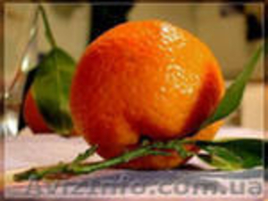 мандарины из Пакистана - <ro>Изображение</ro><ru>Изображение</ru> #1, <ru>Объявление</ru> #452309