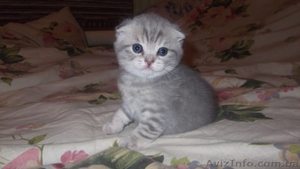 продаются шотландские чистокровные  котята - <ro>Изображение</ro><ru>Изображение</ru> #2, <ru>Объявление</ru> #449636