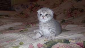 продаются шотландские чистокровные  котята - <ro>Изображение</ro><ru>Изображение</ru> #3, <ru>Объявление</ru> #449636