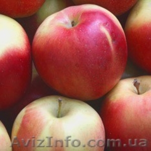 Продам яблоки глостер, айдаред - <ro>Изображение</ro><ru>Изображение</ru> #1, <ru>Объявление</ru> #455592