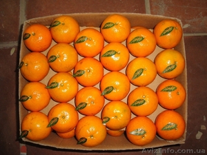 мандарины из Пакистана - <ro>Изображение</ro><ru>Изображение</ru> #4, <ru>Объявление</ru> #452309
