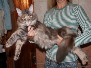 Предлагаем котят крупнейшей породы домашних кошек - мейн кун. - <ro>Изображение</ro><ru>Изображение</ru> #1, <ru>Объявление</ru> #437721