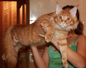 Предлагаем котят крупнейшей породы домашних кошек - мейн кун. - <ro>Изображение</ro><ru>Изображение</ru> #3, <ru>Объявление</ru> #437721