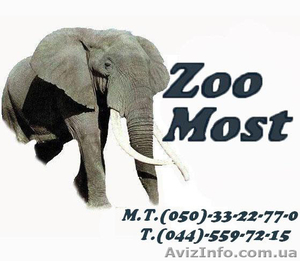 Интернет зоомагазин ZooMost товары для животных - <ro>Изображение</ro><ru>Изображение</ru> #1, <ru>Объявление</ru> #451148